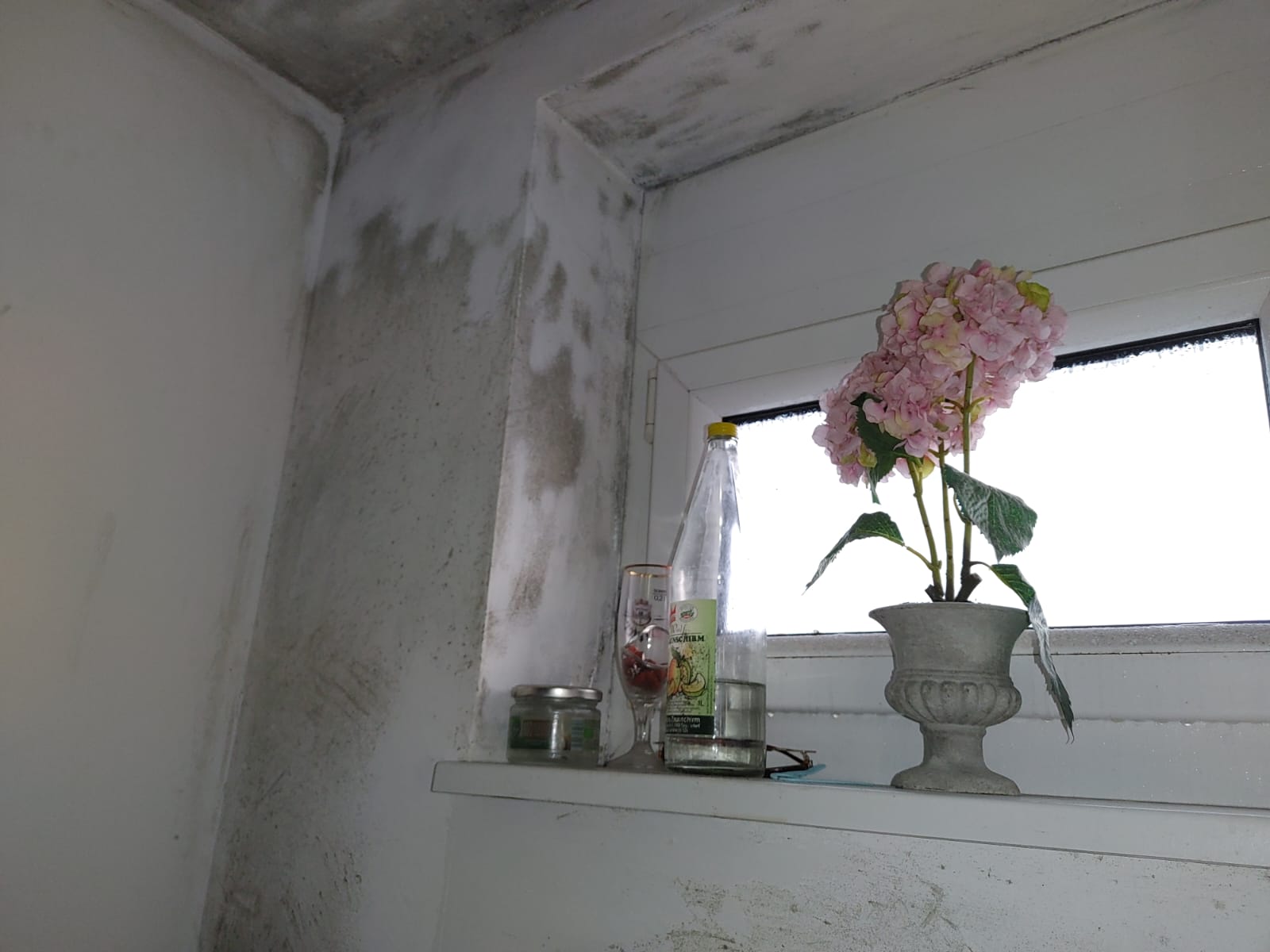 Sanacije_Femago_plesen